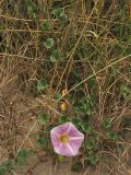 Calystegia soldanella. Цветущее растение. Нидерланды, провинция Noord-Holland, Wijk aan Zee, заказник Noordhollands duinreservaat, в приморских дюнах. 5 июля 2008 г.