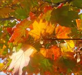 Acer platanoides. Верхушка побега с листвой осенней окраски. Черноморское побережье Кавказа, г. Новороссийск, в культуре. 23 октября 2008 г.