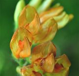 Vicia crocea