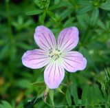 Geranium collinum. Цветок. Украина, Донецкая обл., Славянский р-н, окр. с. Богородичное. 10.07.2012.