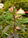 Epilobium maximowiczii