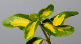 Euonymus fortunei. Верхушка молодого побега ('Sunspot'). Германия, г. Кемпен, у забора. 23.06.2013.