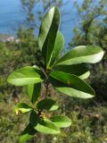 Ligustrum vulgare