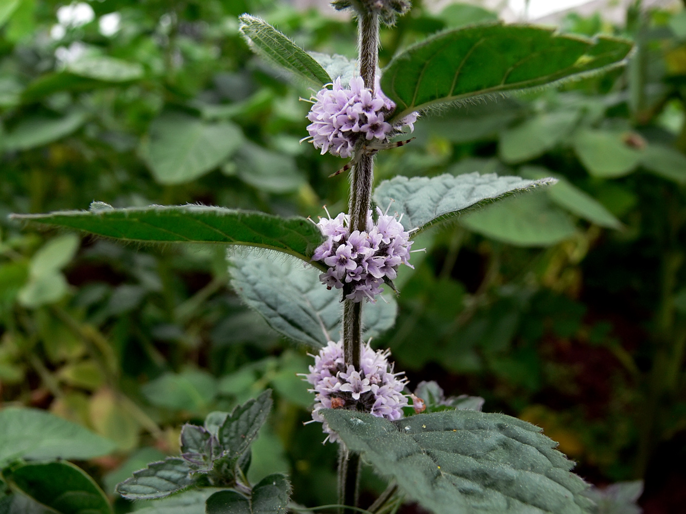 Изображение особи Mentha &times; verticillata.