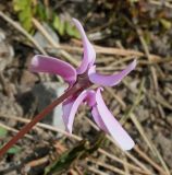 Cyclamen hederifolium. Цветок (вид со стороны цветонжки). Германия, г. Essen, Grugapark. 29.09.2013.