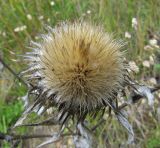 Carlina fennica. Сухое прошлогоднее соплодие. Вологодская обл., Великоустюгский р-н, урочище Опоки, правый берег р. Сухона, луг. 06.07.2013.