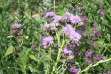 Cirsium setosum