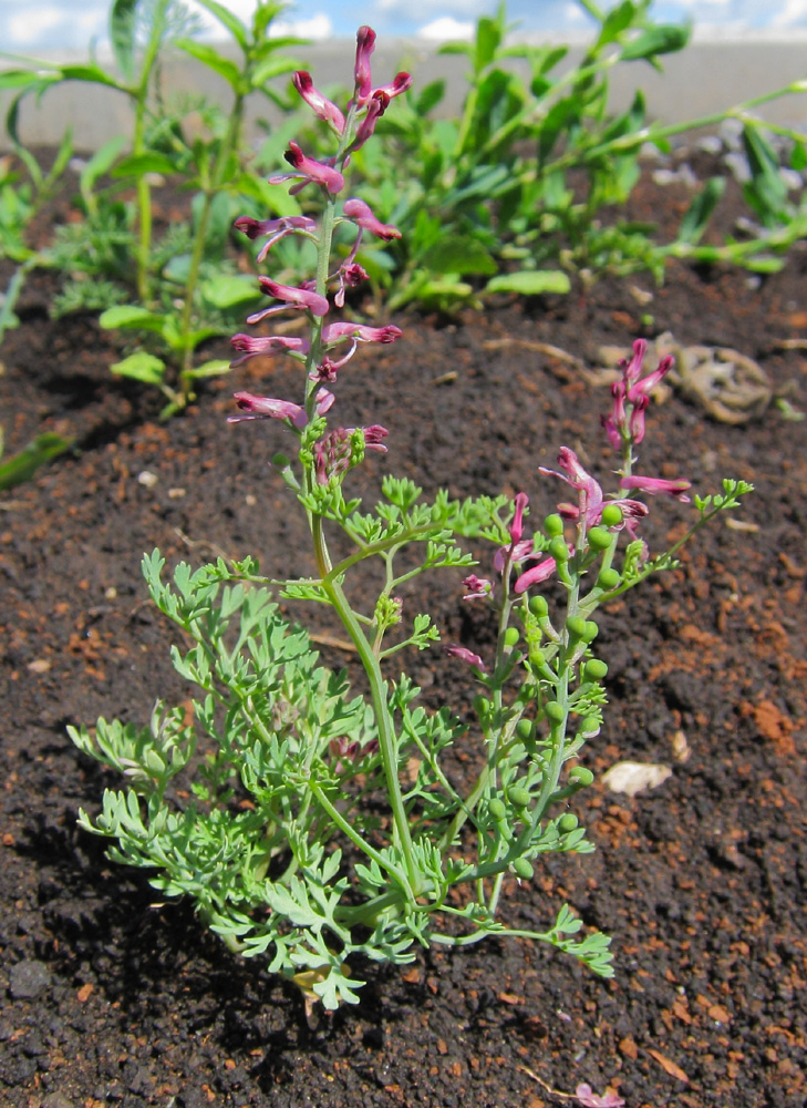 Изображение особи Fumaria officinalis.