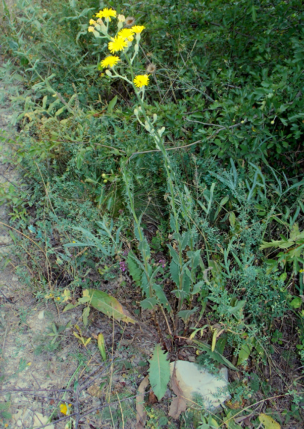 Изображение особи Crepis pannonica.