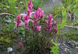 Castilleja arctica подвид vorkutensis