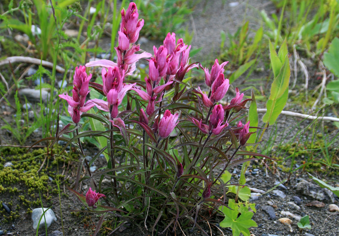 Изображение особи Castilleja arctica ssp. vorkutensis.