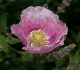 Papaver somniferum