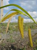 Carex pseudocyperus. Верхушка плодоносящего растения. Томск, железнодорожная насыпь, возле старичного озера. 10.08.2009.