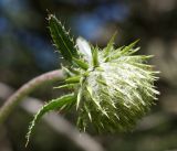 Alfredia acantholepis