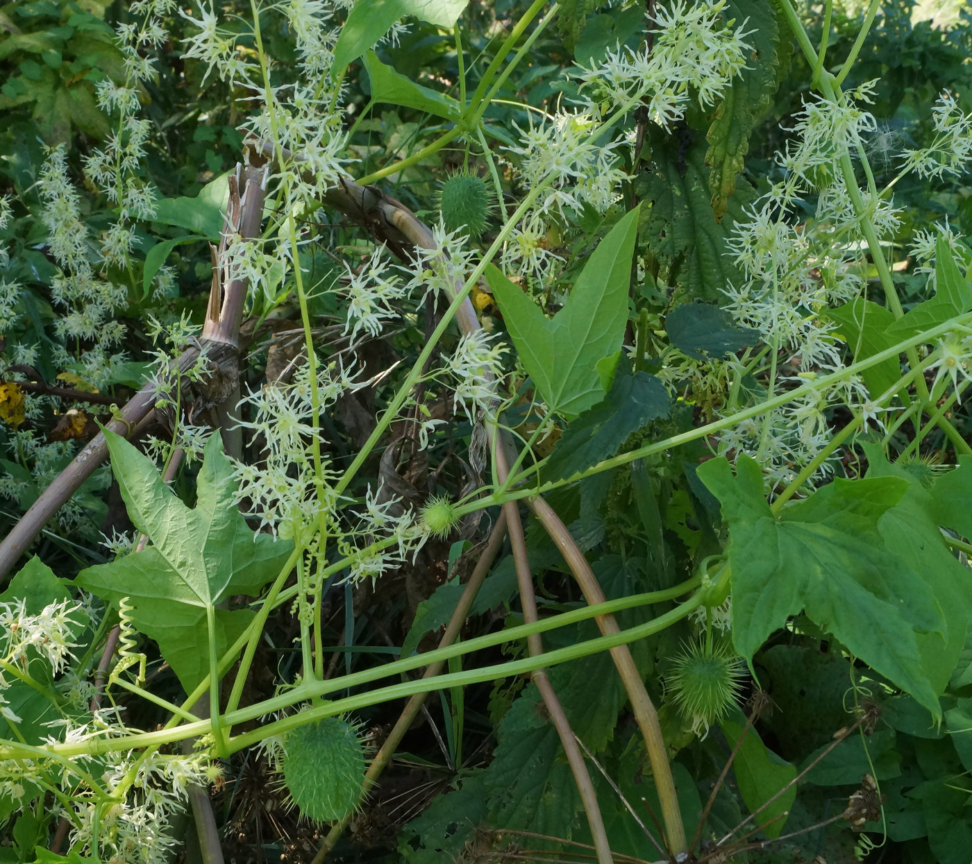 Изображение особи Echinocystis lobata.