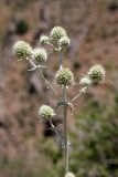 Eryngium macrocalyx