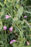 Convolvulus arvensis