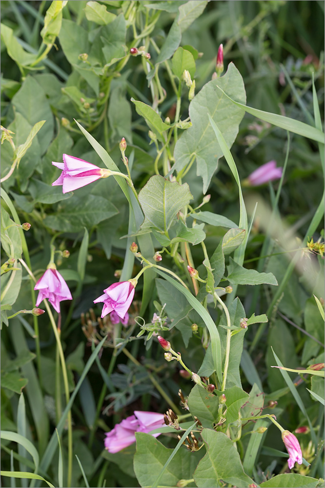 Image of Convolvulus arvensis specimen.