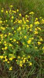 Senecio vernalis