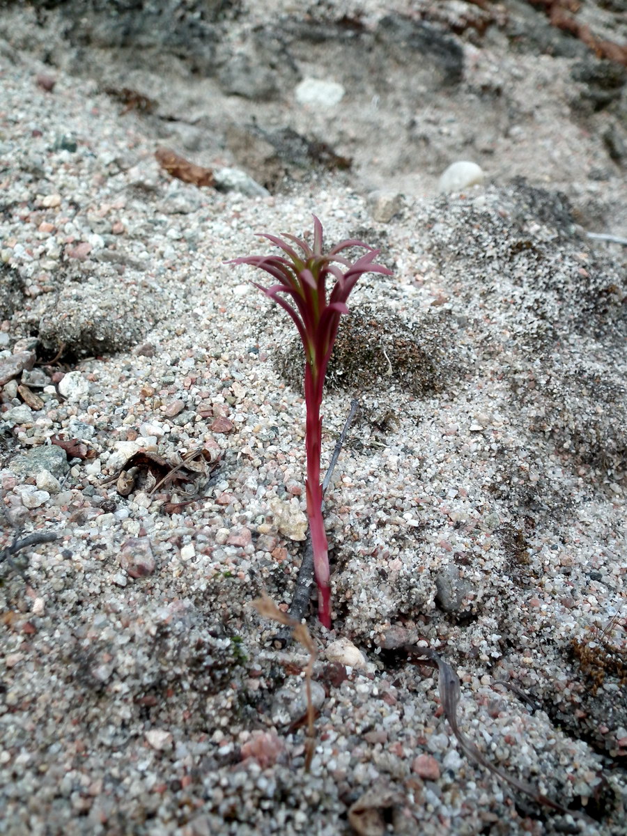 Изображение особи Chamaenerion angustifolium.