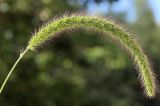 Setaria faberi