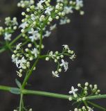 Galium album. Часть соцветия с цветками и бутонами. Санкт-Петербург, окр. Шуваловского карьера. 11.07.2009.