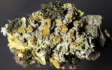 Xanthoria parietina