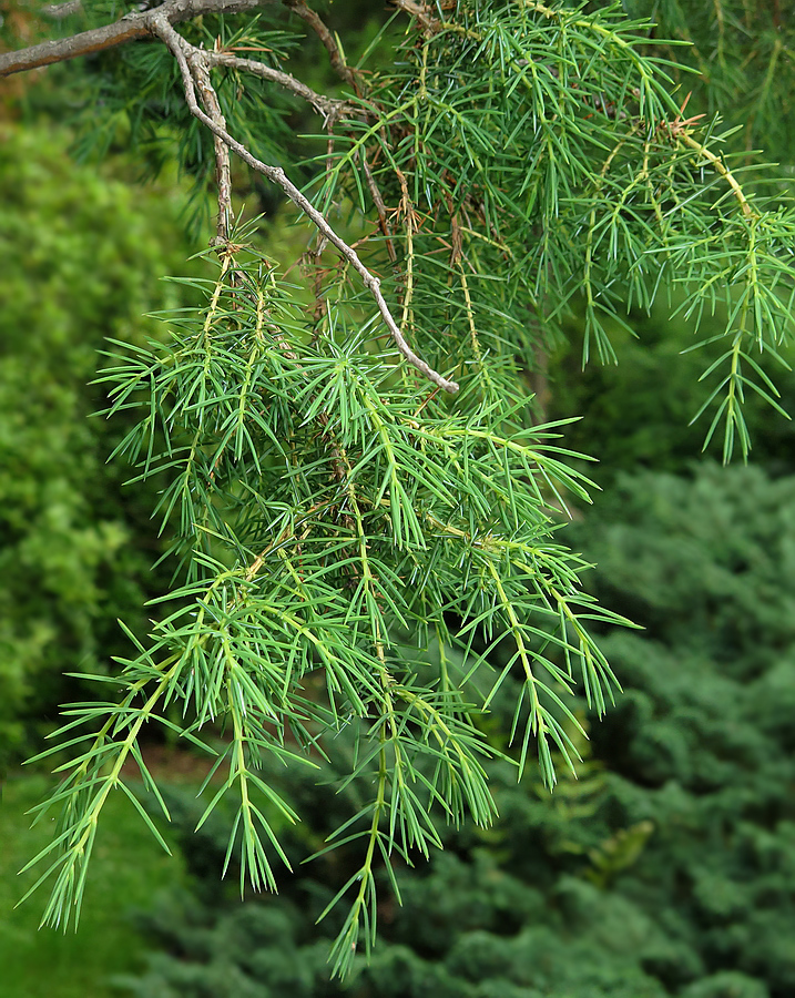 Изображение особи Juniperus rigida.