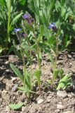 Anchusa pusilla