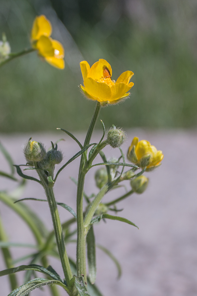 Изображение особи Ranunculus polyanthemos.