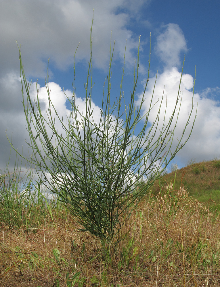 Изображение особи Chondrilla juncea.