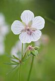 Geranium pratense