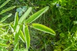 Sanguisorba officinalis