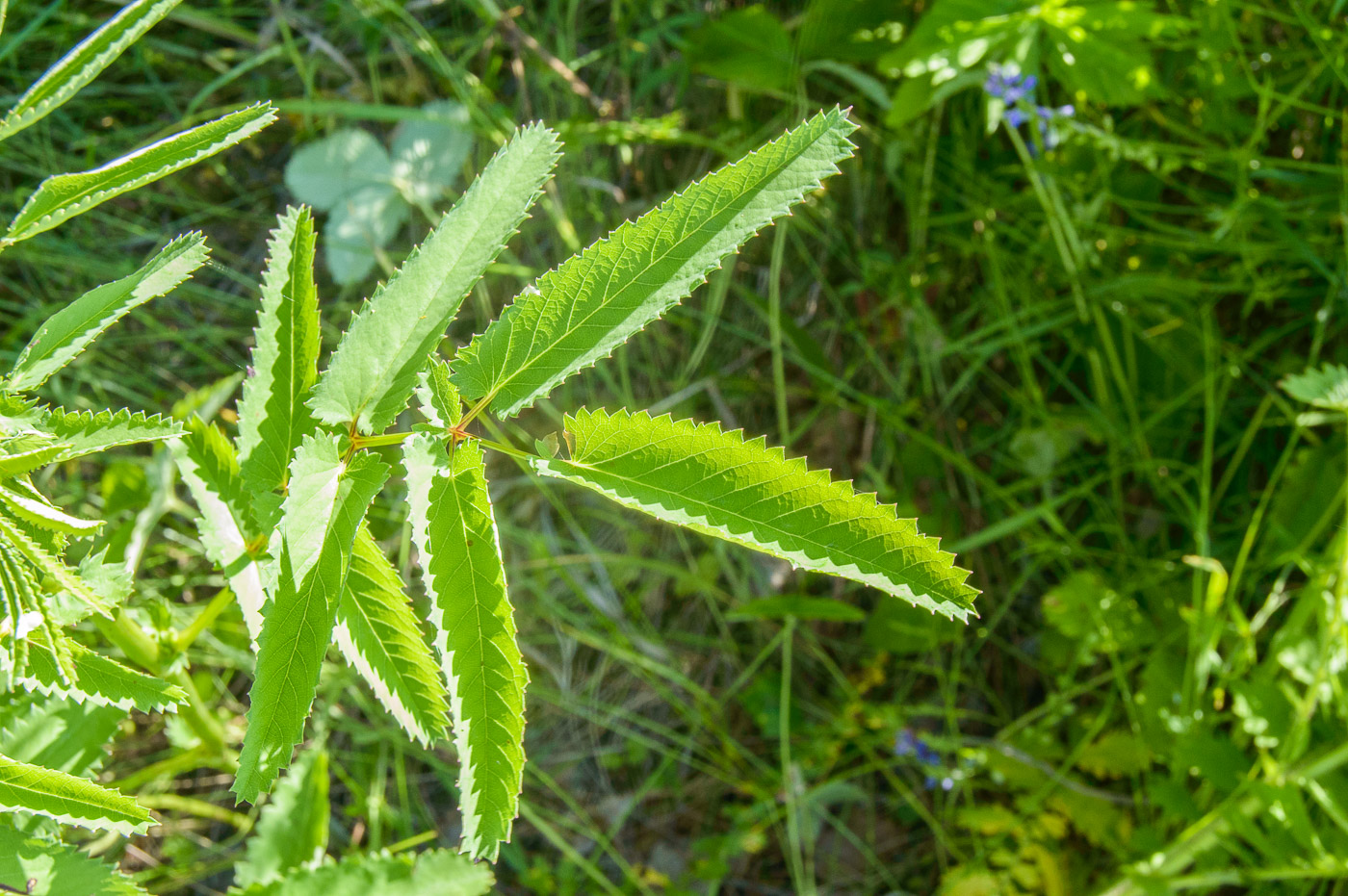 Изображение особи Sanguisorba officinalis.