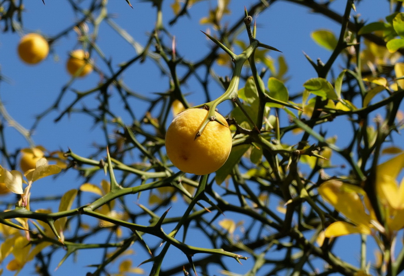 Image of Poncirus trifoliata specimen.