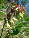 Astragalus frigidus. Соцветие с цветками и бутонами. Магаданская обл., окр. г. Магадан, побережье бухты Гертнера, травянистый приморский склон сопки. 24.06.2017.