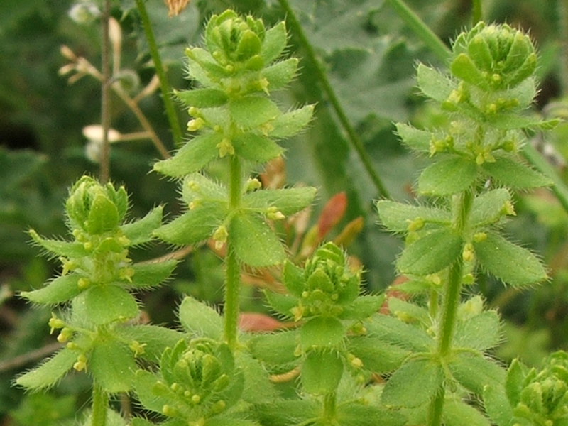 Изображение особи Cruciata pedemontana.