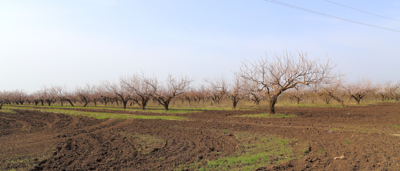 Изображение особи Armeniaca vulgaris.