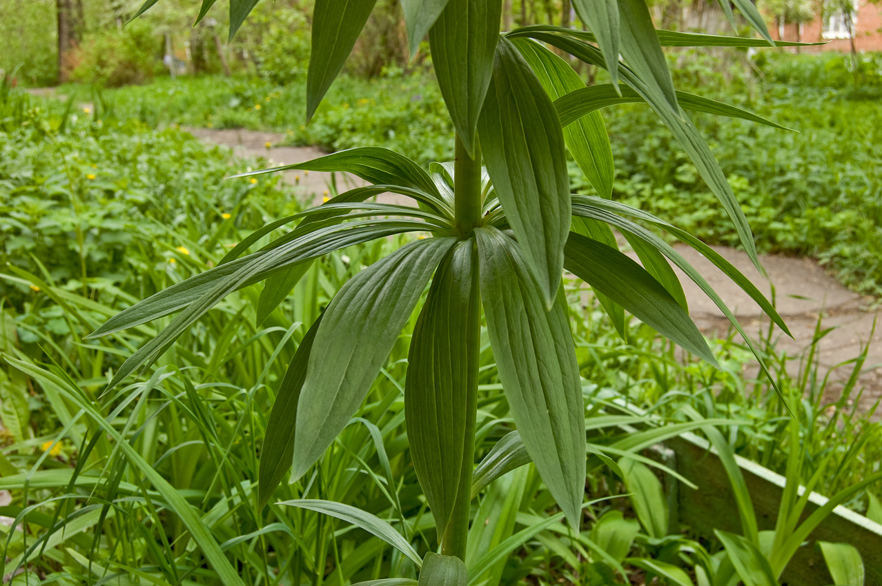 Изображение особи род Lilium.