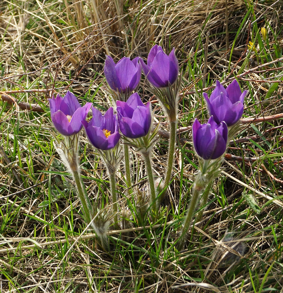 Изображение особи Pulsatilla multifida.