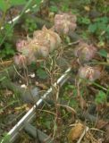 Fritillaria bithynica