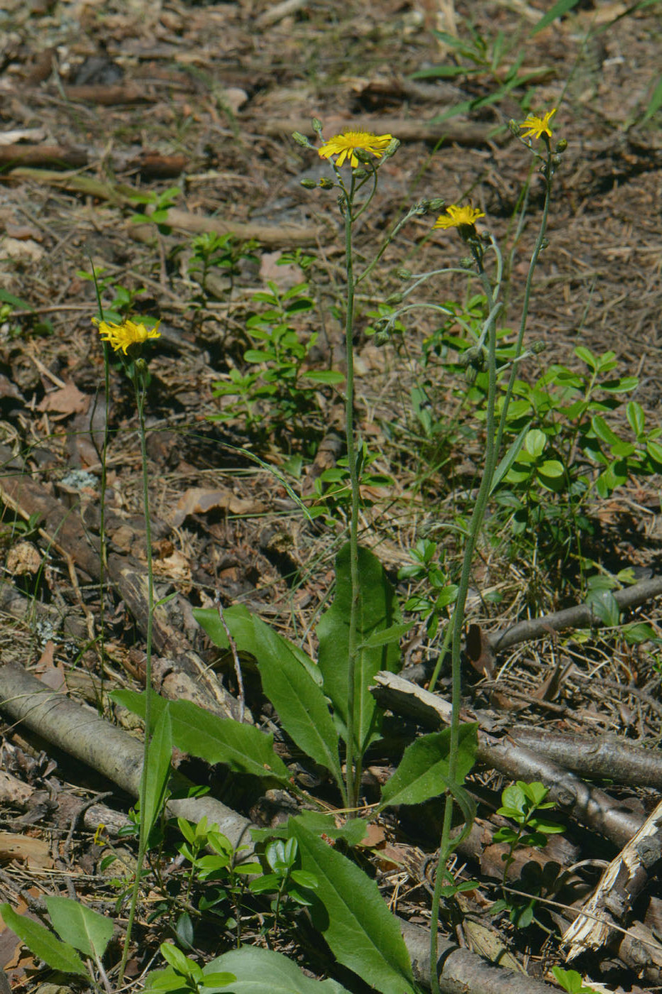 Изображение особи Hieracium murorum.