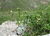 Galium valantioides