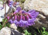 Astragalus brachytropis