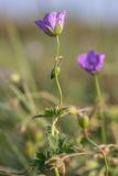 Geranium collinum. Верхушка цветущего растения. Ростовская обл., Азовский р-н, окр. хут. Лагутник, пойменный луг. 15.09.2019.