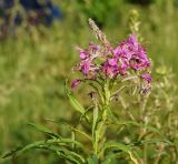 Chamaenerion angustifolium