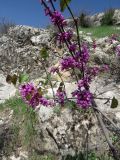 Cercis griffithii