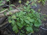 Geum aleppicum