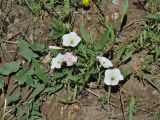 Convolvulus arvensis