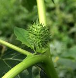 Datura stramonium